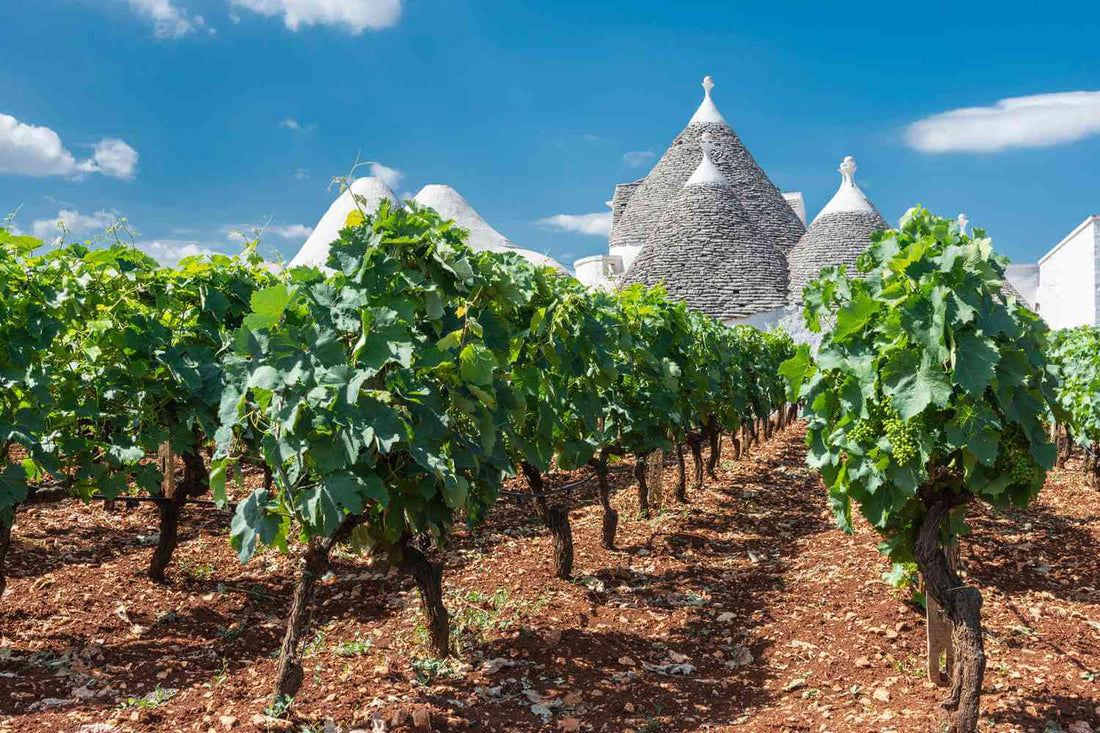 Discovering the Soul of Apulian Wines