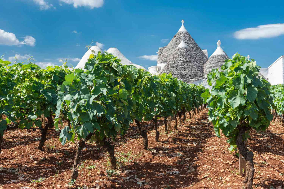 Vineyard showcasing Apulian wine varieties with traditional trulli in the background under a clear blue sky.