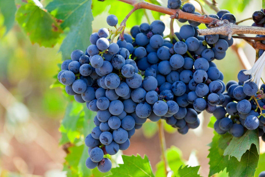 Fresh grapes on the vine representing what makes a fine wine.